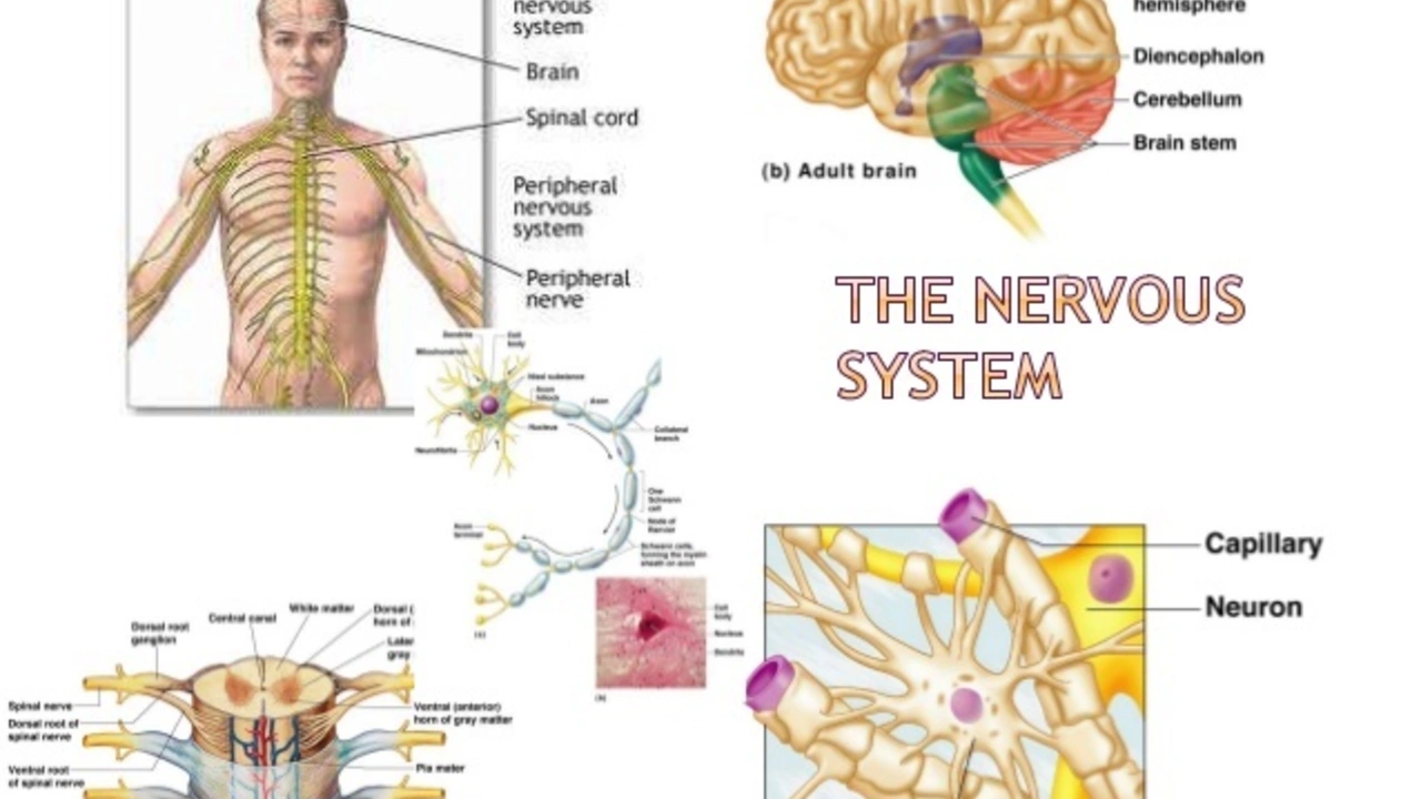 The use of lenalidomide in the treatment of primary central nervous system lymphoma